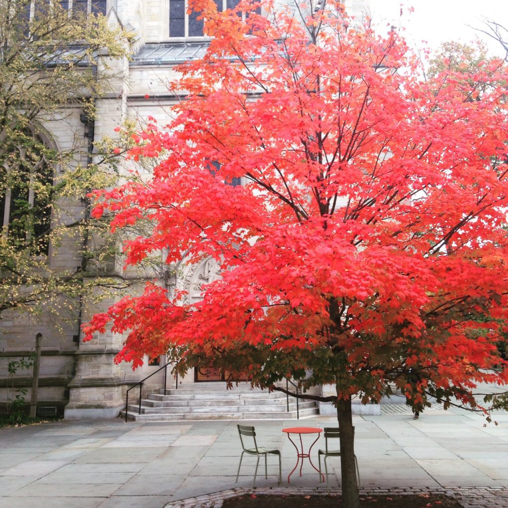 red-tree-princeton